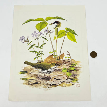 Vintage Art Print The Ovenbird Chuck Ripper 8.5 x 11 AA8