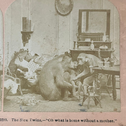 Victorian Monkeys Staged As Humans The Sick Twins 1870 Stereoview Card TJ9-V2