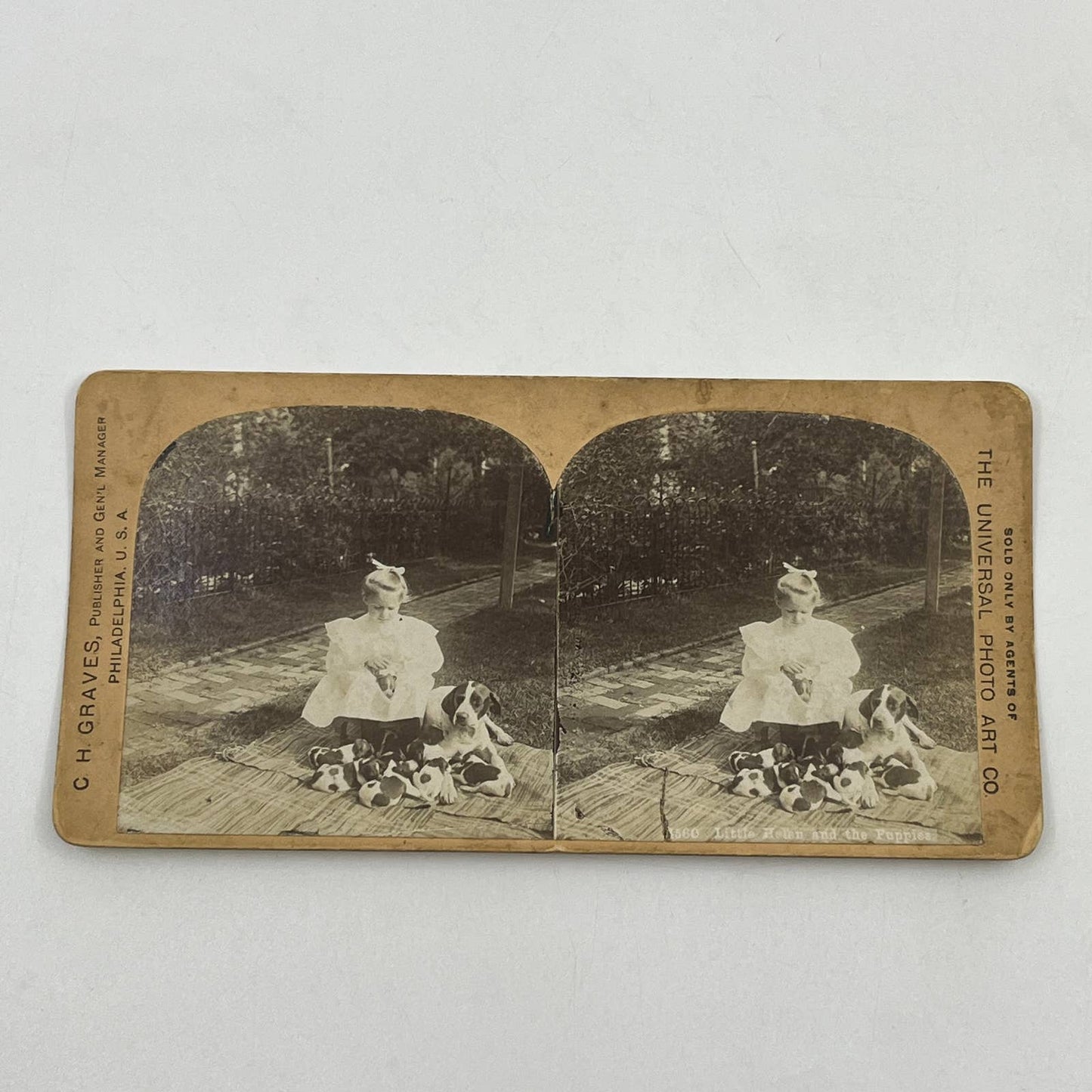 c1900 Stereoview Card Victorian Girl Playing With Puppies SD6