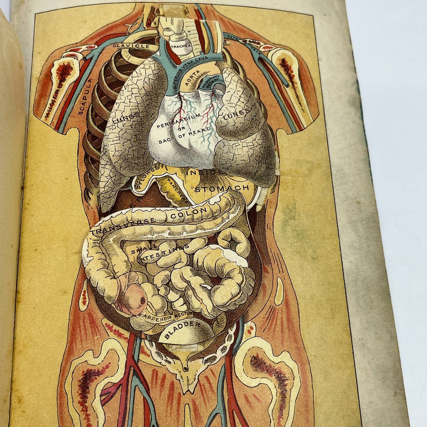 1892 Lithograph Anatomical Fold-Out Torso In 6 Sections. Bradley & Woodruff AC8