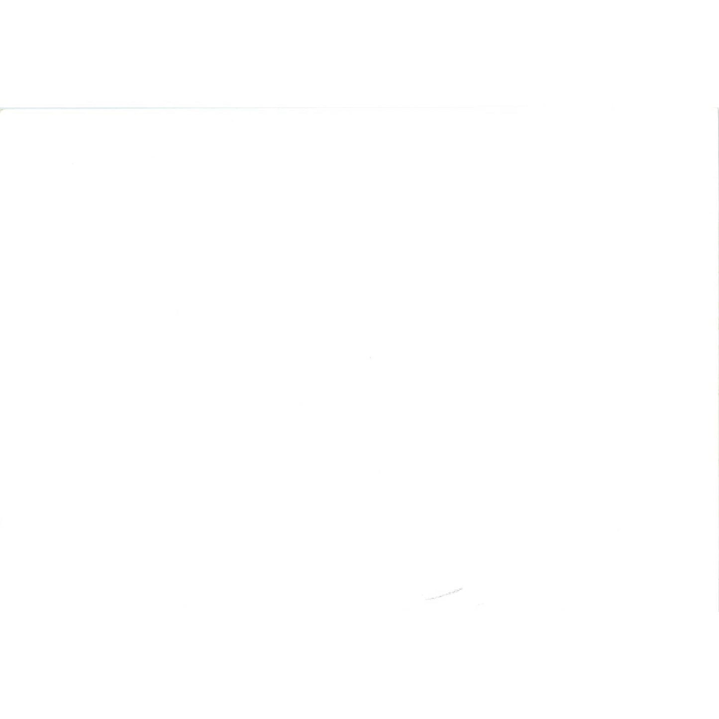 c1970 Original Photograph Bell Flower Wildflowers Flowers 5x7" AD6