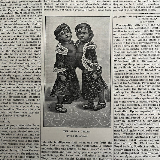 The Orissa Conjoined Twins Engraving & Article 1892 Scientific American D8-2