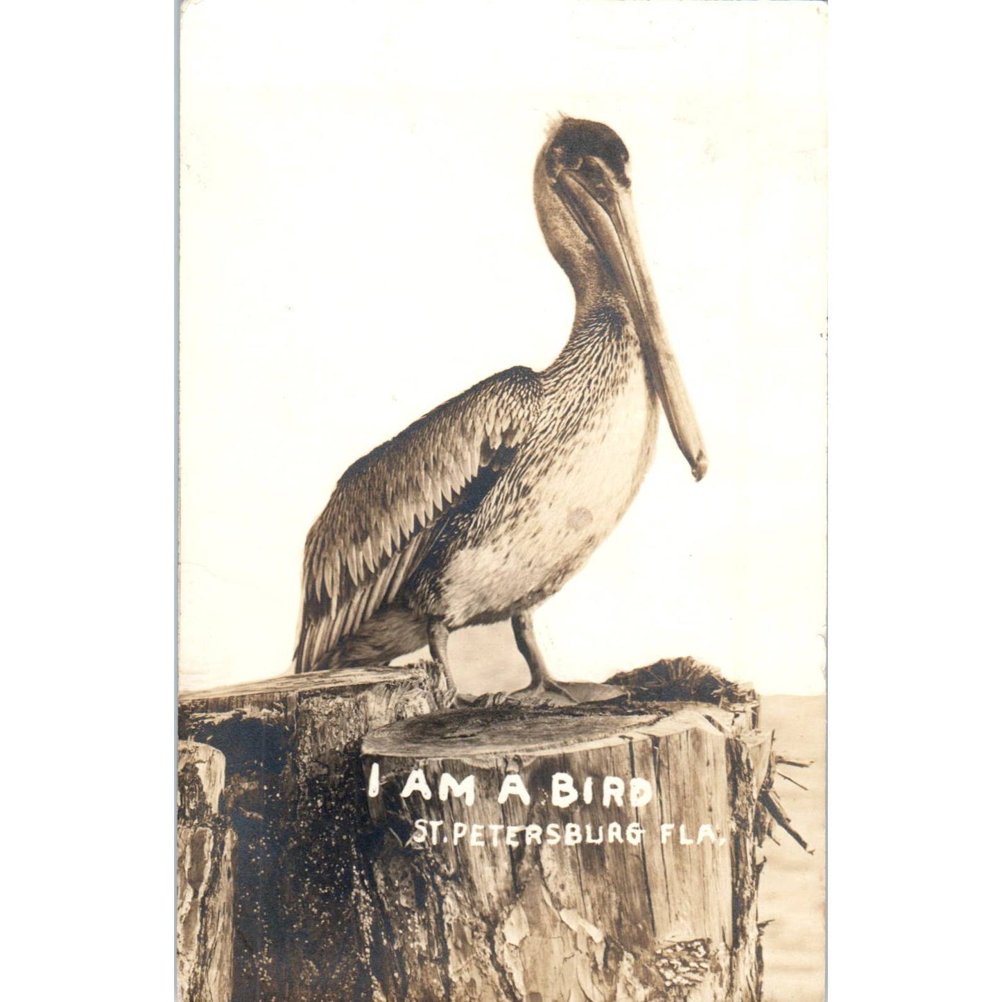 St. Petersburg FL Pelican 1914 RPPC Original Postcard TK1-P1