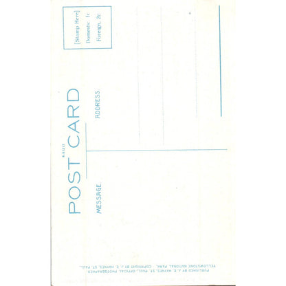 Indian Paint Brush Mimulus LangsdorfII Yellowstone Original Postcard TK1-P15