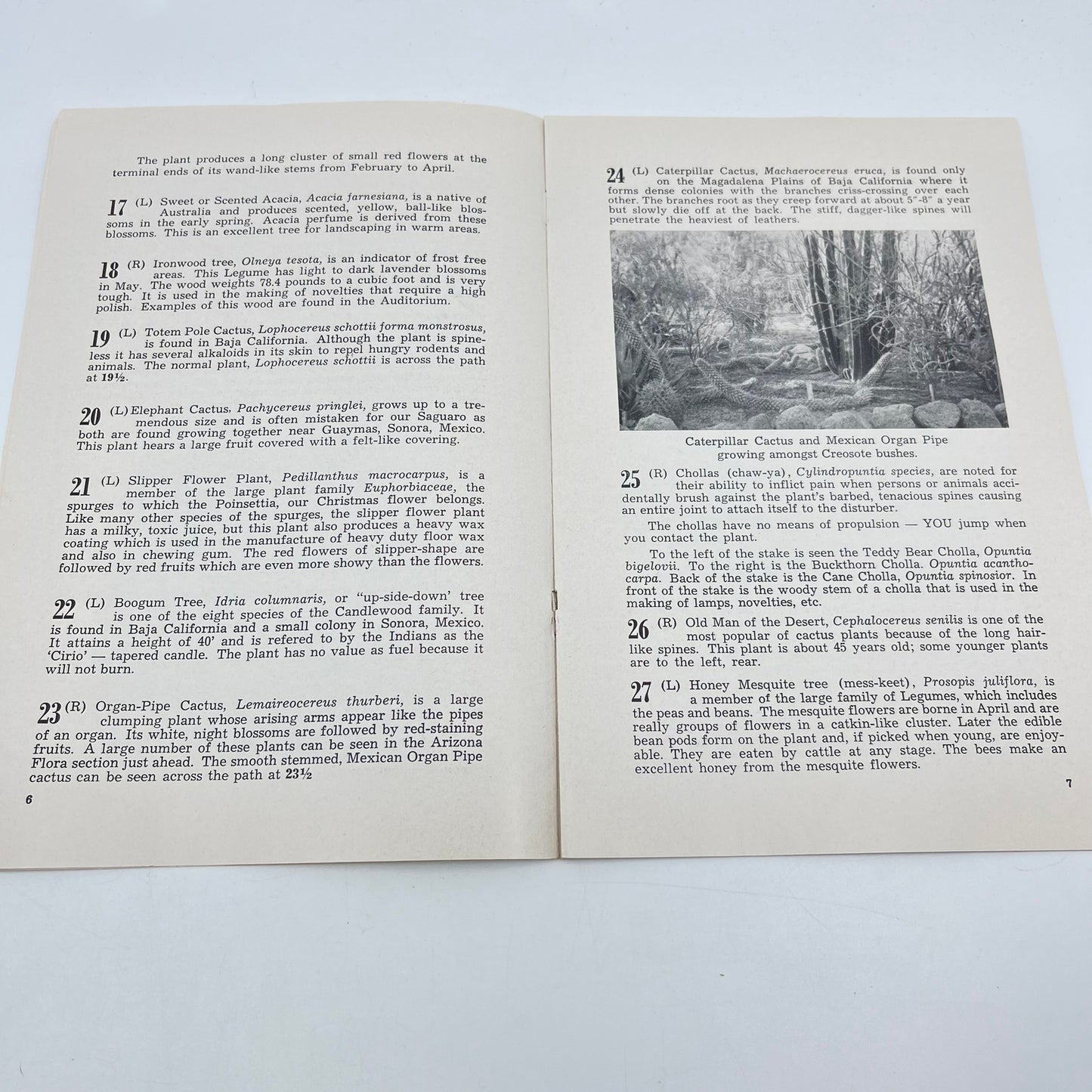 1962 Self Conducted Nature Walk Botanical Garden AZ Barnes Butte Papago Park L4-6