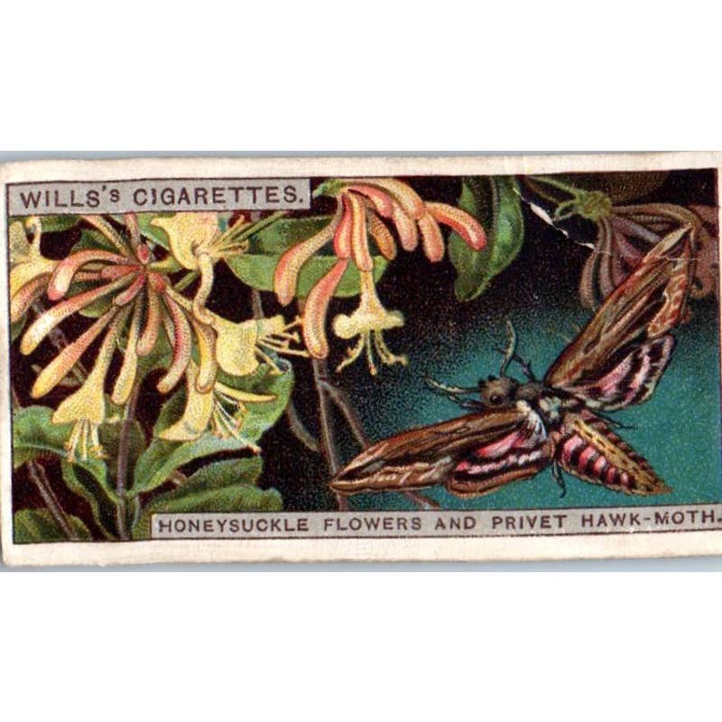 1924 Wills's Do You Know Cigarette Card 2nd Series. #16 Why Flowers Smell? SE5