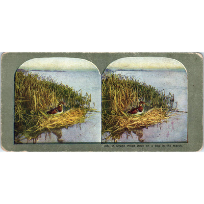 Victorian Duck Hunting "Drake Wood Duck on Bog" - Antique Stereoview Card TJ1-C1