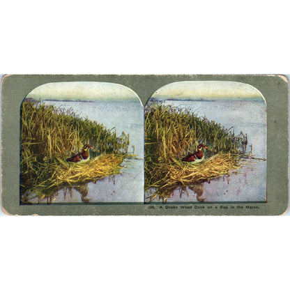 Victorian Duck Hunting "Drake Wood Duck on Bog" - Antique Stereoview Card H3-2
