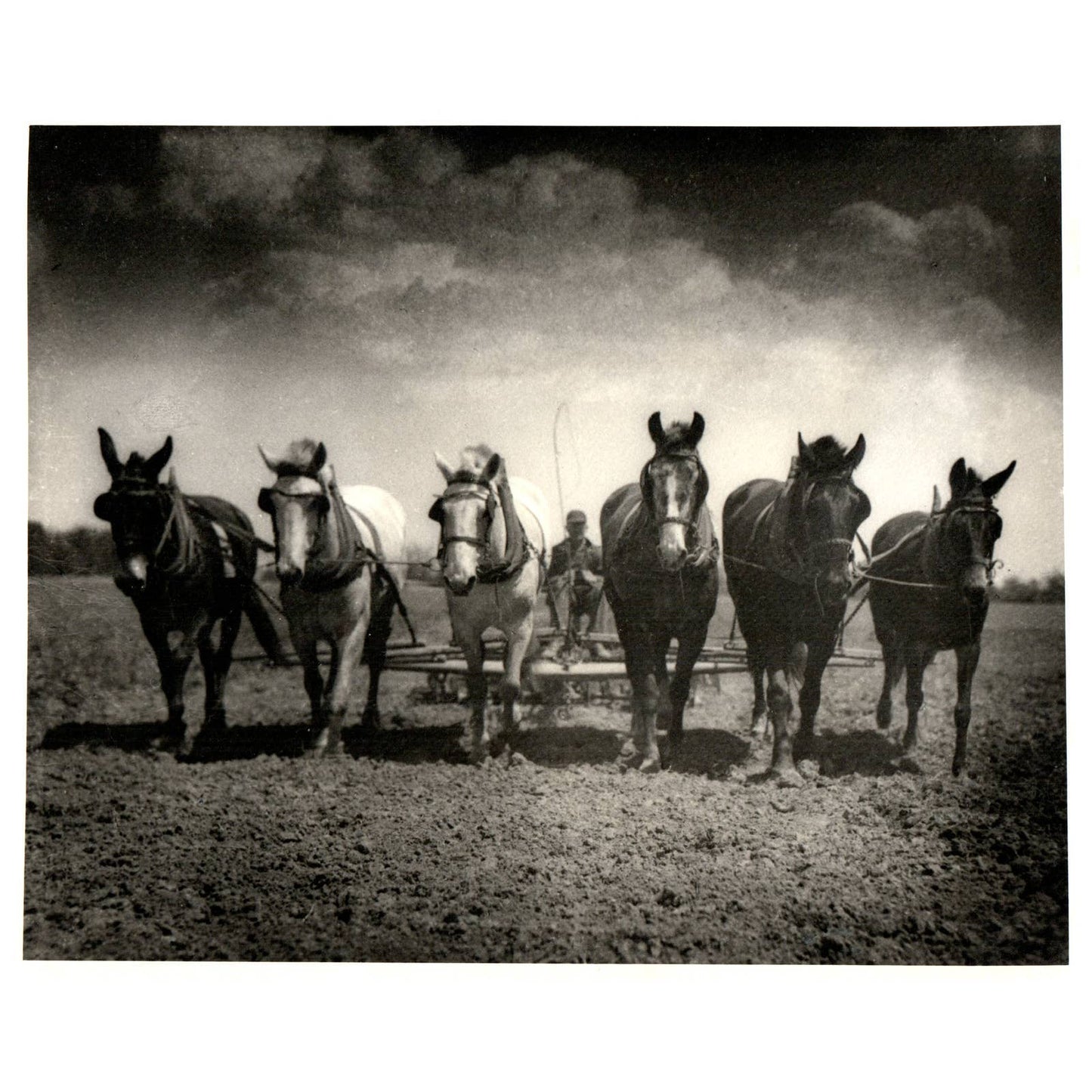 Vintage 8x10 Photo Print "Farming" 6 Horses Tom Firth Trappe MD AC9