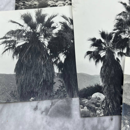 c1935 Collection of Photos & Negatives of Palm Springs Nature Landscapes TJ9-PG1