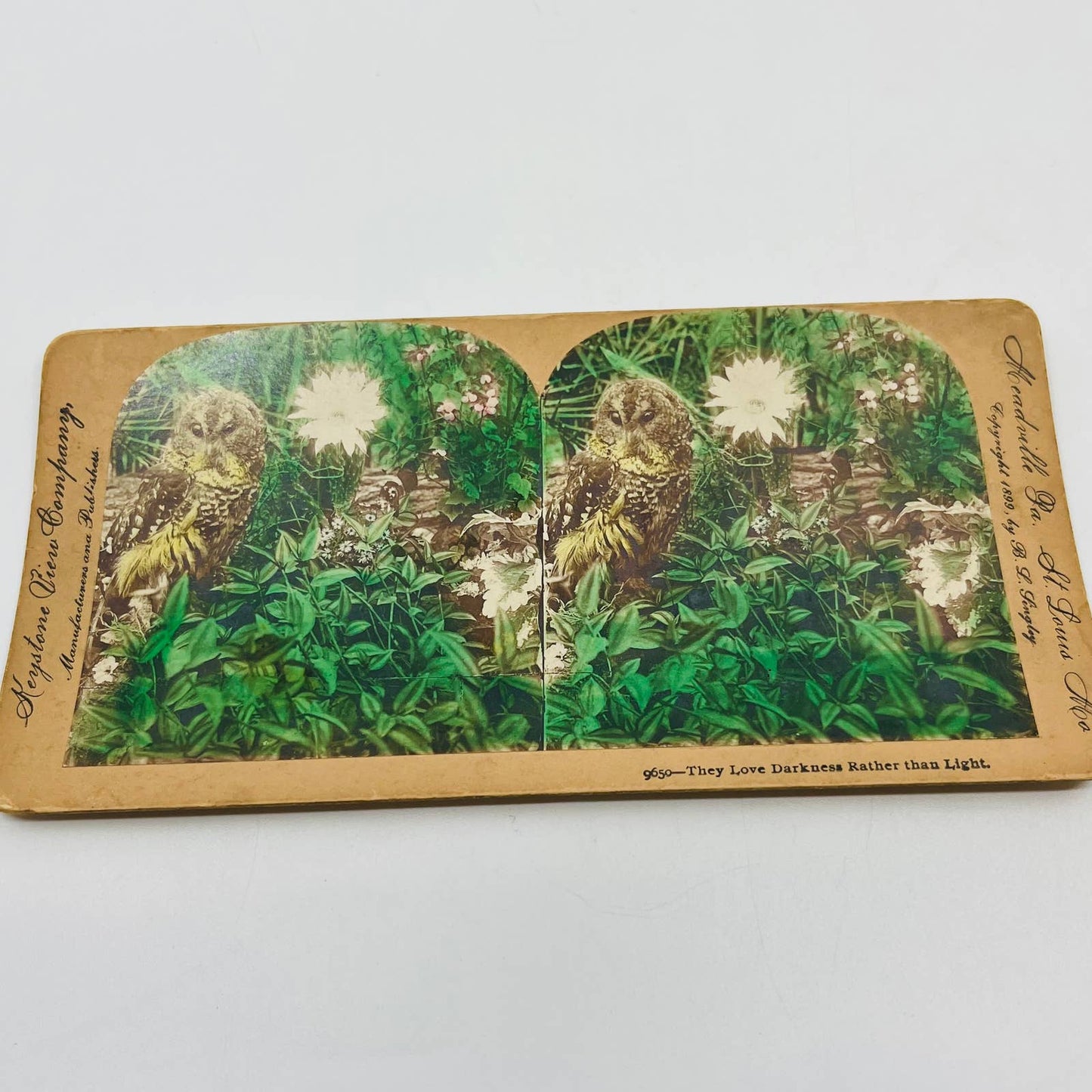 1900 Stereoview Card Hand Tinted Owl and Flowers