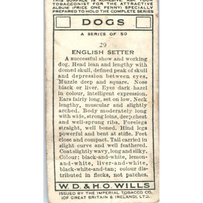 1930s Wills Cigarette Card Dogs #29 English Setter SE5