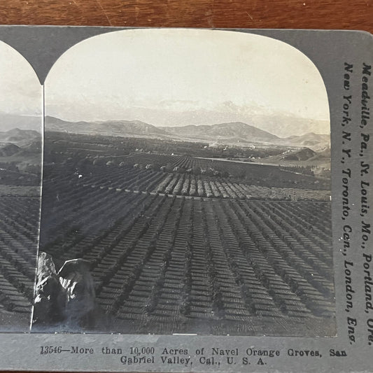Navel Orange Groves San Gabriel Valley CA 1903 Antique Stereoview Card TJ9-V1