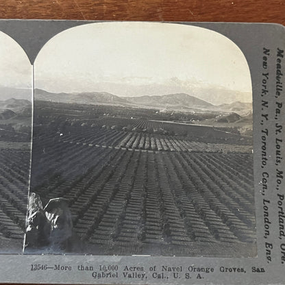 Navel Orange Groves San Gabriel Valley CA 1903 Antique Stereoview Card H2-2