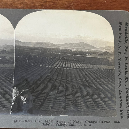 Navel Orange Groves San Gabriel Valley CA 1903 Antique Stereoview Card H2-2