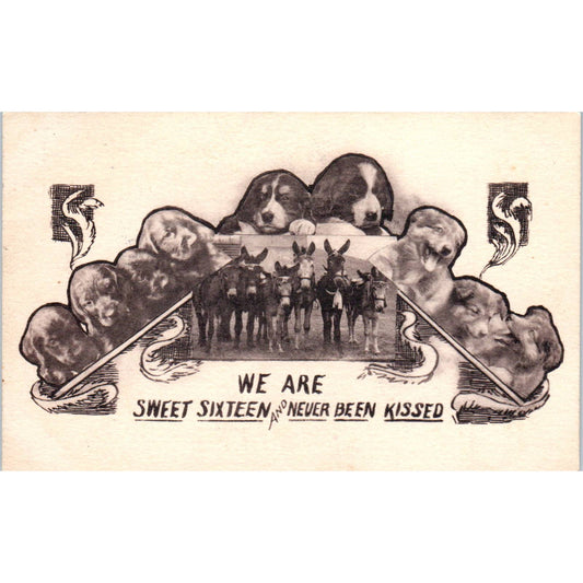 c1910 Comic Postcard Sweet 16 & Never Been Kissed Donkeys & Puppies Photos EA3