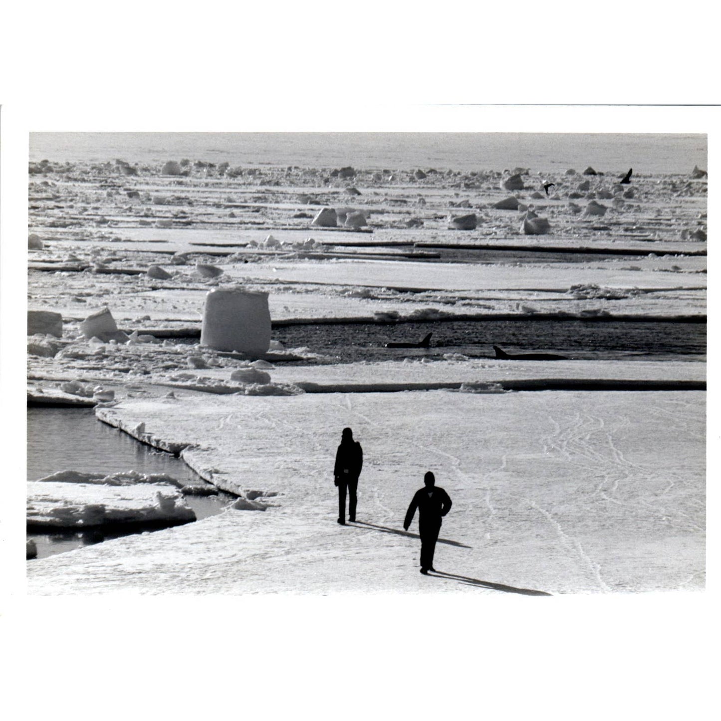 c1970 Original Photograph 2 Men Walking on Ice Floe Alaska 5x7 AD6