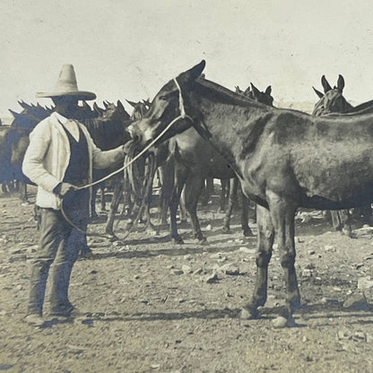 1903 Original Sepia Photograph Farmer & Mule at Hacienda Tetillas Zacatecas AC7