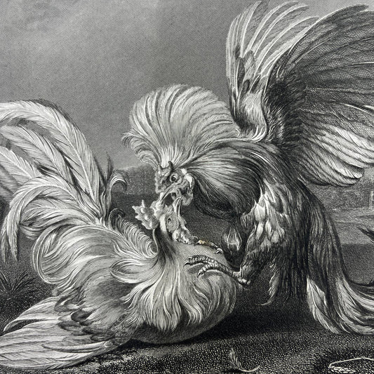1864 Original Steel Art Engraving - Cocks Fighting Franz Snyders 8.5x11" AC3