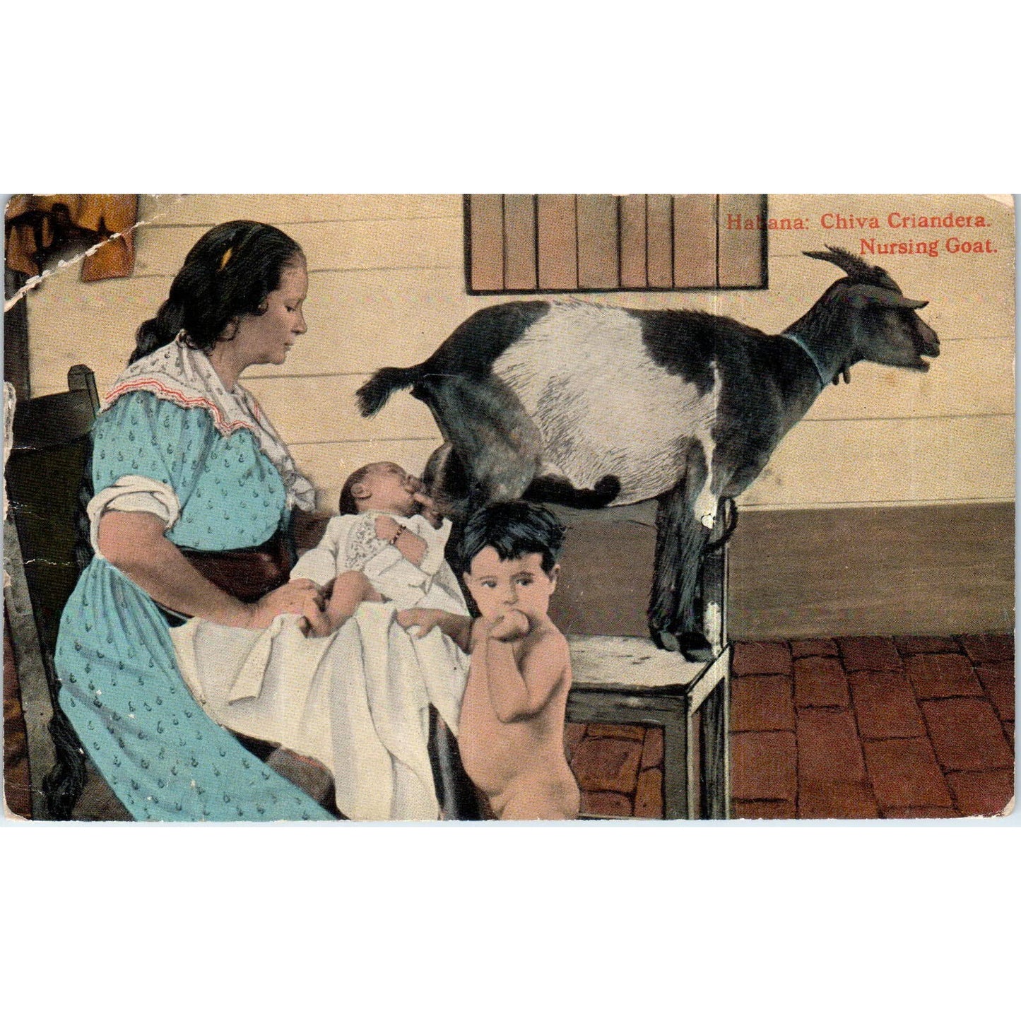 Baby Nursing from Goat 1918 Havana Cuba Original Postcard TK1-P12