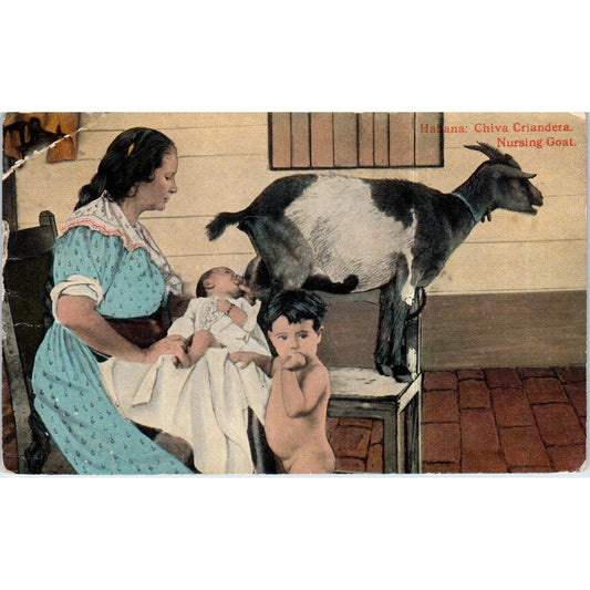 Baby Nursing from Goat 1918 Havana Cuba Original Postcard TK1-P12
