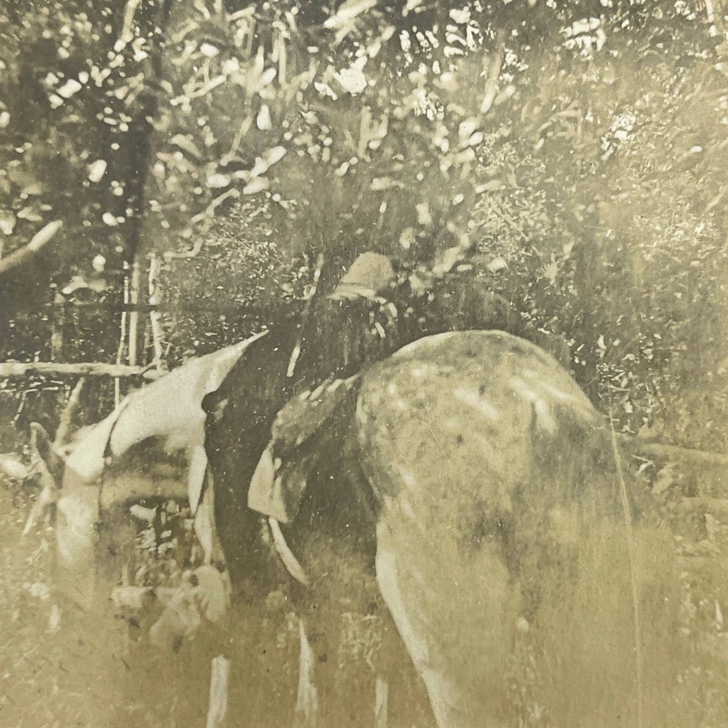 1903 Original Sepia Photograph Horse Riding At Tuxpam Mexico AC7