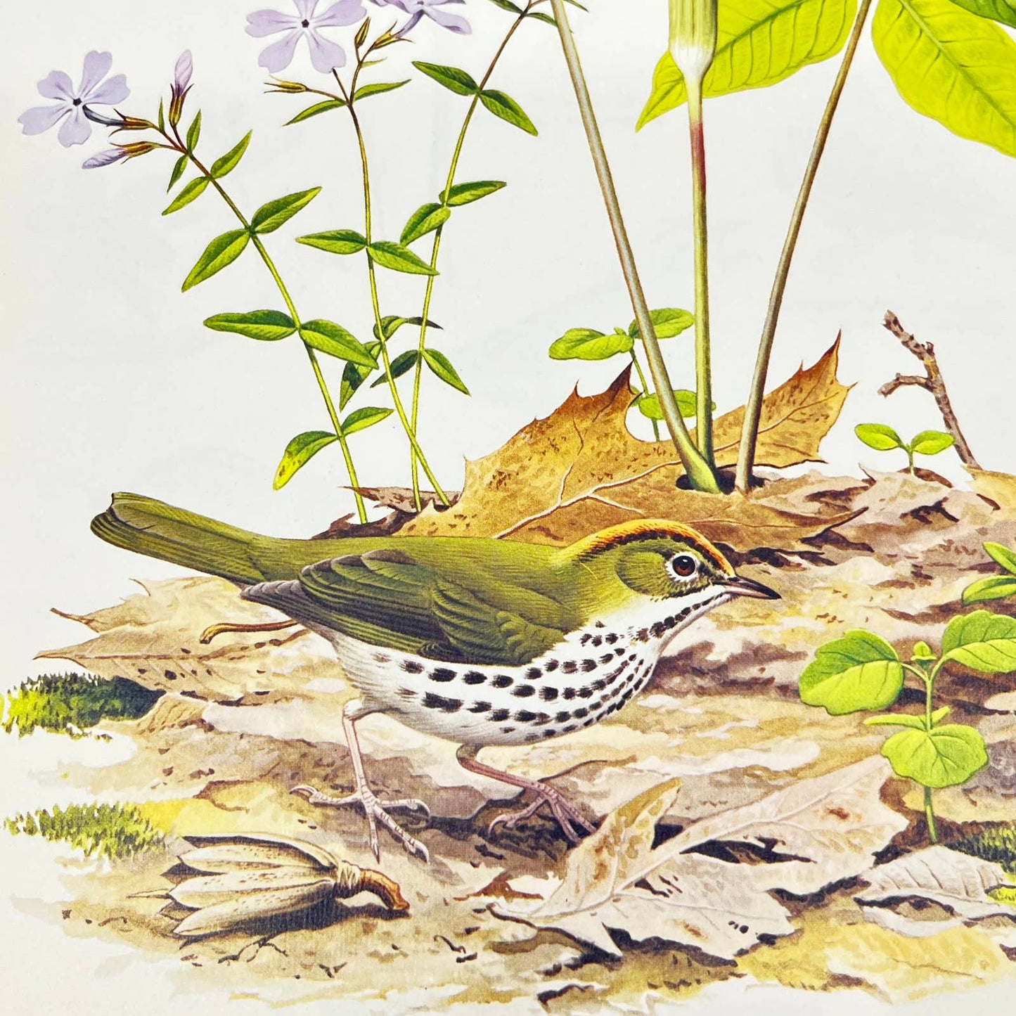 Vintage Art Print The Ovenbird Chuck Ripper 8.5 x 11 AA8