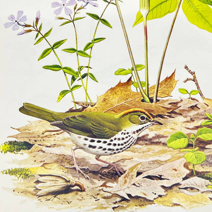Vintage Art Print The Ovenbird Chuck Ripper 8.5 x 11 AA8