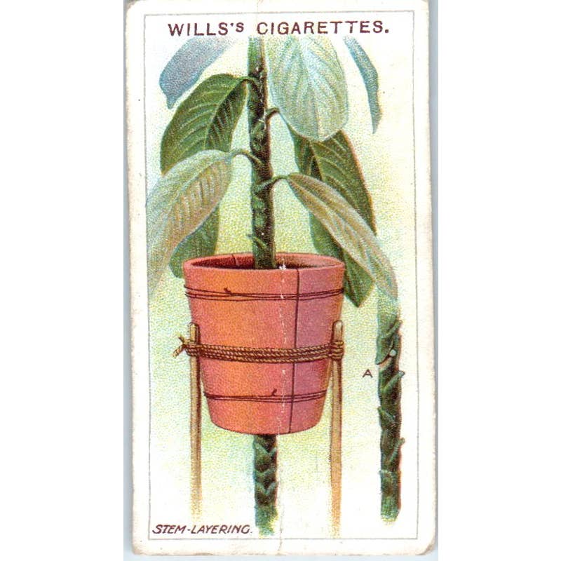 1923 Wills Cigarette Card Gardening Hints #19 Stem-Layering SE5