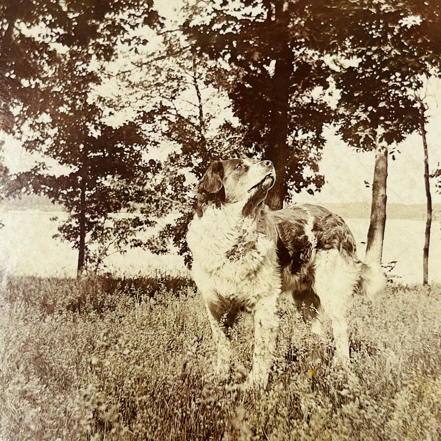 1930s Photograph Saint Bernard Dog in Woods by Lake 4.25 x 3.25” C10