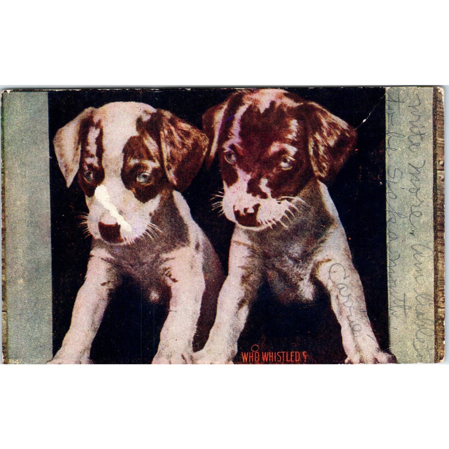 Vintage Dog Smooth Haired Fox Terrier Puppies c1910 Original Postcard TK1-27