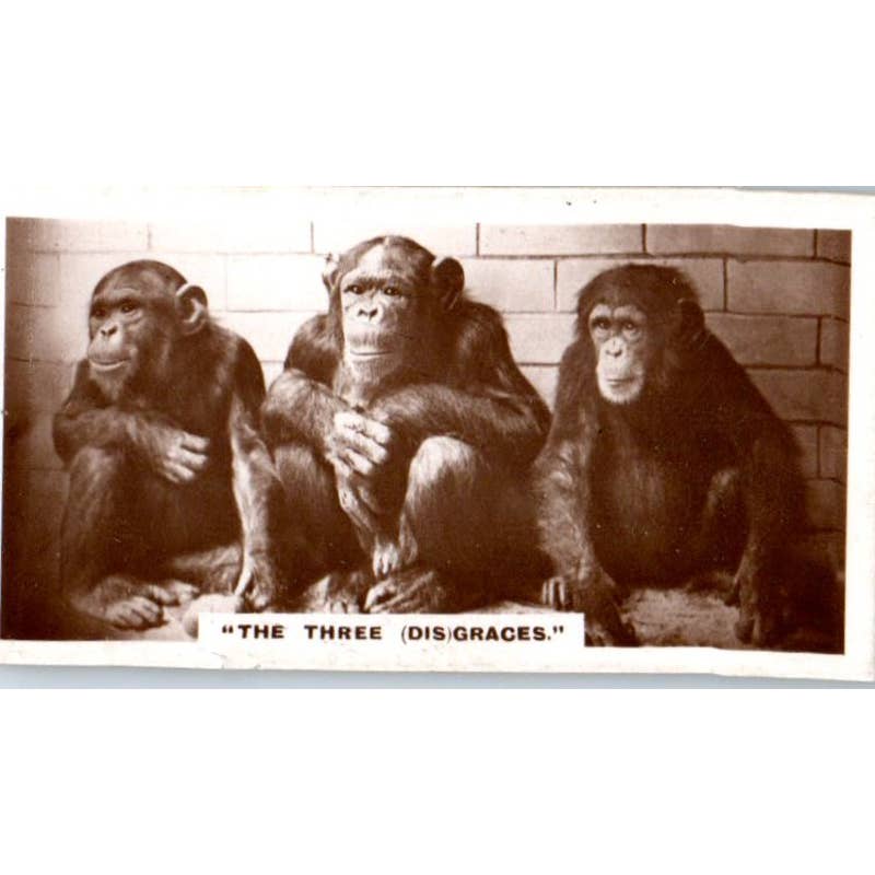 De Reszke Millhoff Cigarette Card Real Photographs #22 Monkeys 3 Disgraces SE5