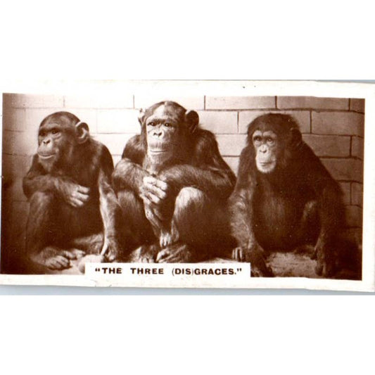 De Reszke Millhoff Cigarette Card Real Photographs #22 Monkeys 3 Disgraces SE5