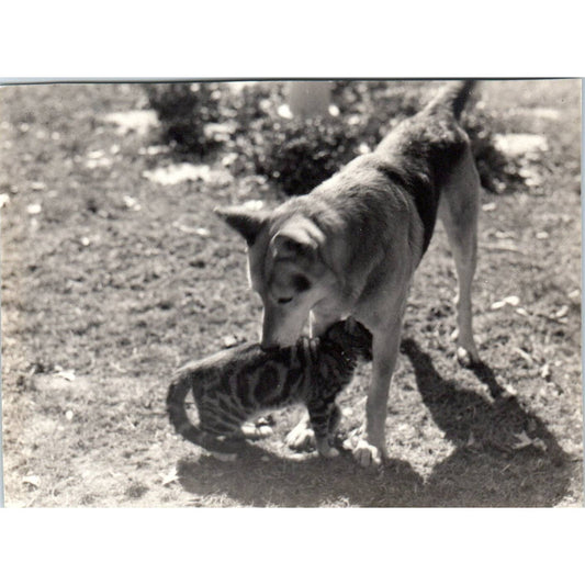 c1930 Original Photo Husky Dog and Tabby Cat 4.5x3.5 TJ9-PG7