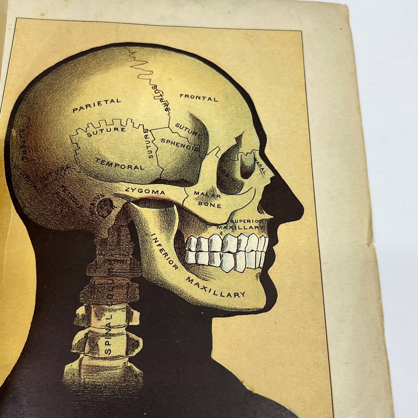 1892 Anatomical Fold-Out Head Skull Brain 6 Sections Bradley & Woodruff AC8