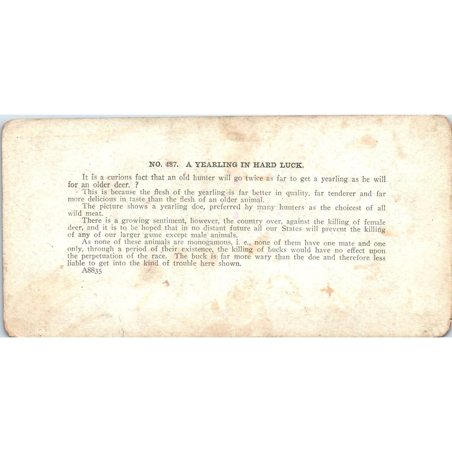 Victorian Deer Hunting a Yearling in Hard Luck - Antique Stereoview Card TJ1-C1