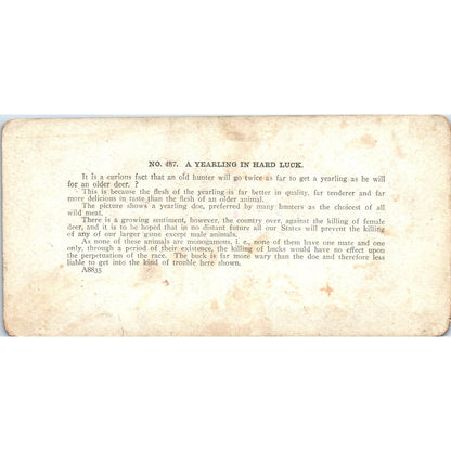 Victorian Deer Hunting a Yearling in Hard Luck - Antique Stereoview Card TJ1-C1