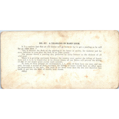 Victorian Deer Hunting a Yearling in Hard Luck - Antique Stereoview Card H3-2