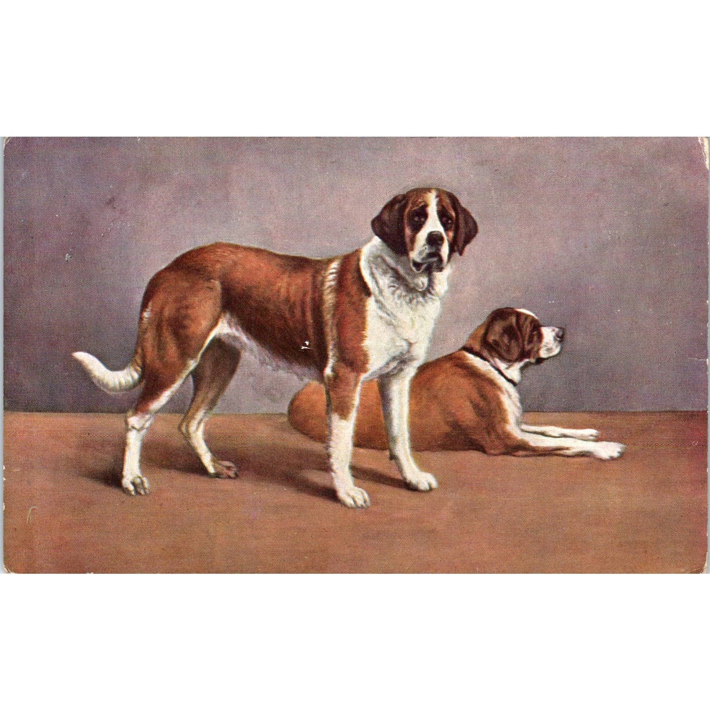 Saint Bernard Dogs Painting French Original Postcard TK1-27