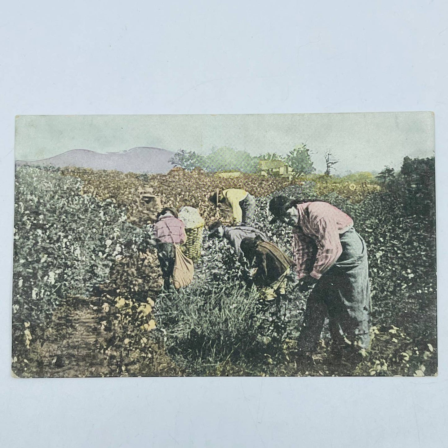 1910s Post Card Picking Cotton in Alabama African-Americans Sharecroppers PA7