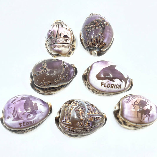 Lot Of 7 Hand Carved Tiger Cowrie Shells Hawaii Florida Panama Okinawa TG5