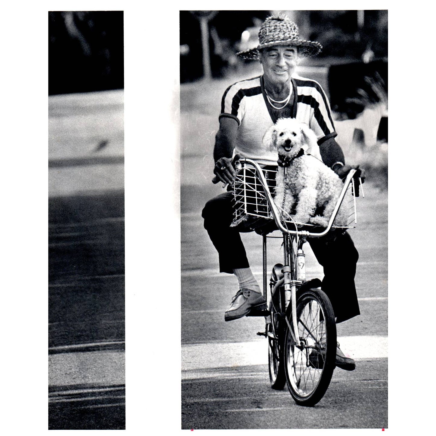 1987 Press Photo Leon St Pierre Takes Bichon Frise Dog on Bike Miami FL 8x10 AD3