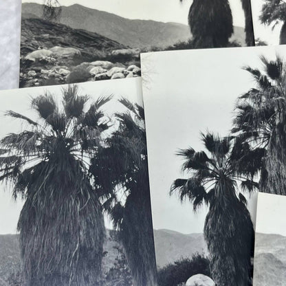 c1935 Collection of Photos & Negatives of Palm Springs Nature Landscapes TJ9-PG1