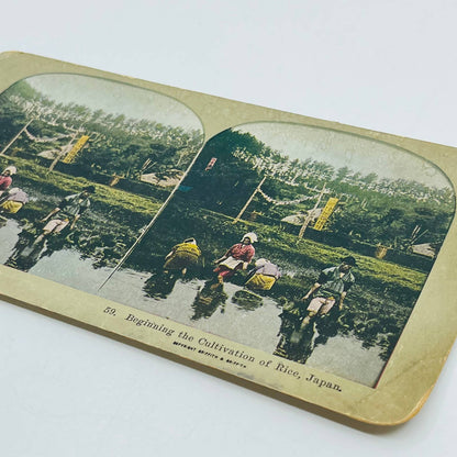 c1895 Stereoview Card Hand Tinted Japanese Farmers Cultivating Rice in Japan