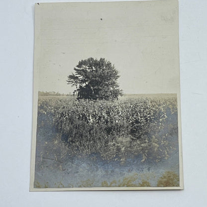 1903 Original Sepia Photograph Moss Covered Tree in Louisiana AC7