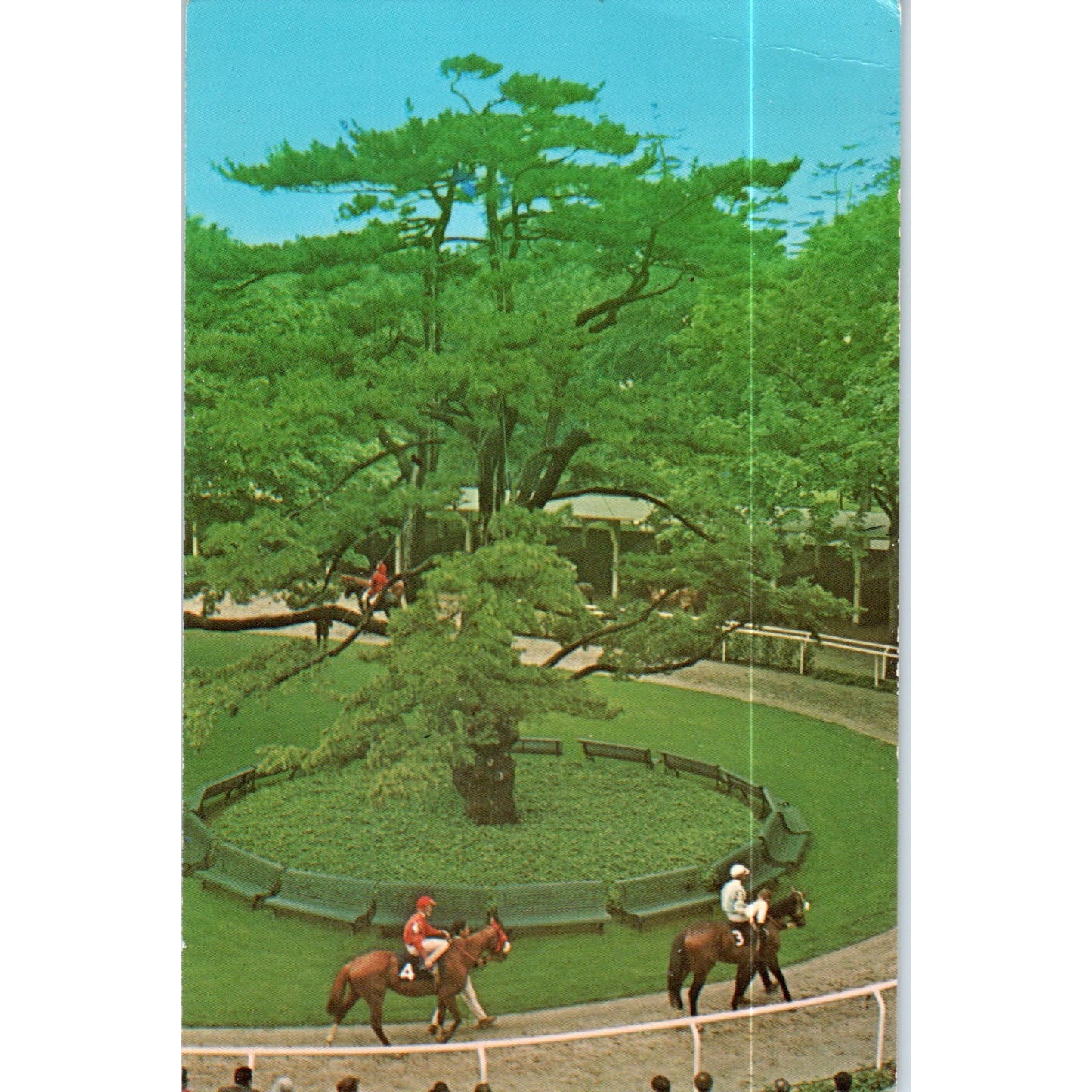 Belmont Park Horse Racing Long Island NY Original Postcard P2-8