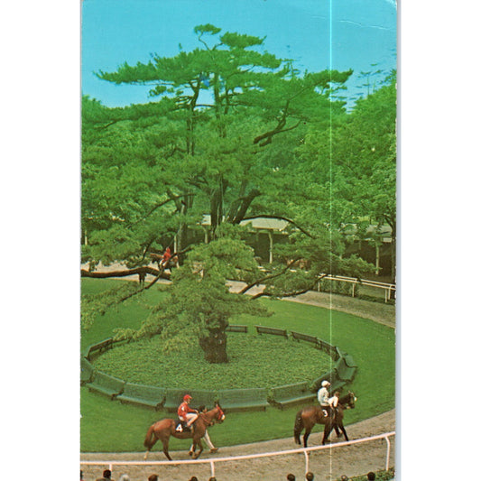 Belmont Park Horse Racing Long Island NY Original Postcard P2-8