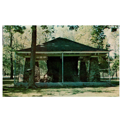 Vintage Postcard - Sycamore Stump Highland Park Kokomo Indiana TJ7-1
