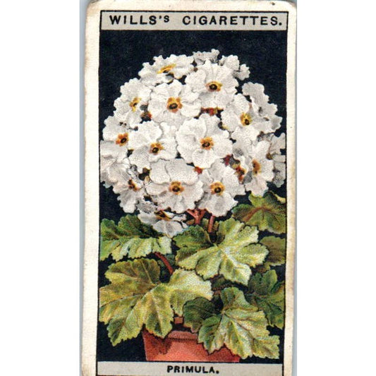 1925 Wills's Cigarette Card Flower Culture in Pots #40 Primula SE5