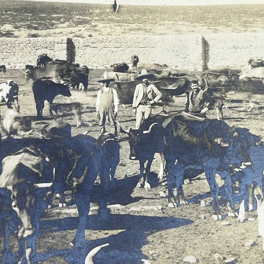 1903 Original Sepia Photograph Cattle Herd at Hacienda Tetillas Zacatecas AC7